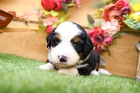 Jack, a male Miniature Bernedoodle for sale in Arthur, IL – 7 of 9