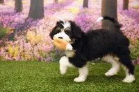 Katie, a female Miniature Bernedoodle for sale in Arthur, IL – 4 of 10