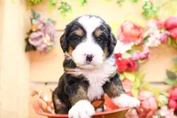Jasper, a male Miniature Bernedoodle for sale in Arthur, IL – 4 of 7