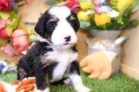 Jimmy, a male Miniature Bernedoodle for sale in Arthur, IL – 5 of 6