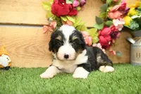 Hunter, a male Miniature Bernedoodle for sale in Arthur, IL – 4 of 6