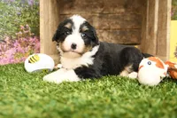 Hunter, a male Miniature Bernedoodle for sale in Arthur, IL – 2 of 6