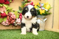 Hunter, a male Miniature Bernedoodle for sale in Arthur, IL – 1 of 6