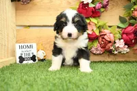 Hunter, a male Miniature Bernedoodle for sale in Arthur, IL – 3 of 6