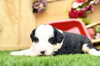 Cora, a female Miniature Bernedoodle for sale in Arthur, IL – 3 of 10