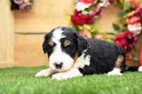 Callie, a female Miniature Bernedoodle for sale in Arthur, IL – 4 of 8