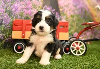 Katie, a female Miniature Bernedoodle for sale in Arthur, IL – 2 of 7