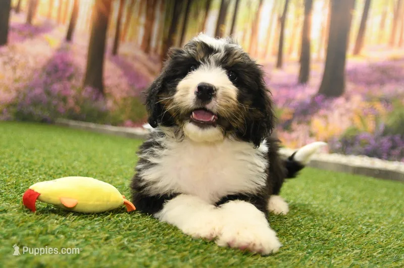 Hunter – Miniature Bernedoodle puppy for sale in Arthur, IL