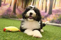 Hunter, a male Miniature Bernedoodle for sale in Arthur, IL – 1 of 6