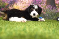 Katie, a female Miniature Bernedoodle for sale in Arthur, IL – 7 of 10