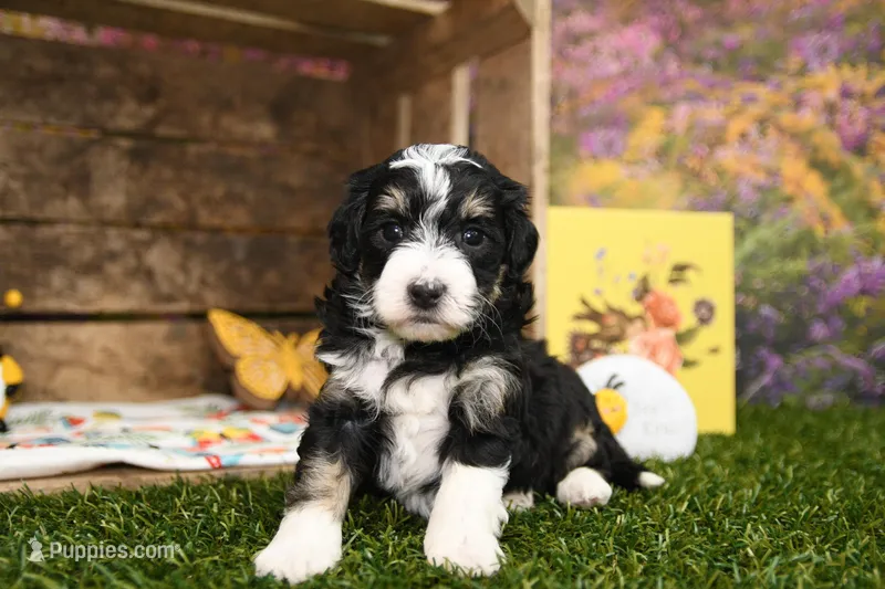 Penny – Miniature Bernedoodle puppy for sale in Arthur, IL