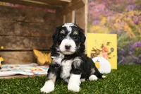 Penny, a female Miniature Bernedoodle for sale in Arthur, IL – Photo 1 of 7