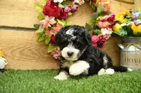 Penny, a female Miniature Bernedoodle for sale in Arthur, IL – 3 of 6