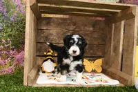 Penny, a female Miniature Bernedoodle for sale in Arthur, IL – Photo 5 of 7