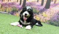 Penny, a female Miniature Bernedoodle for sale in Arthur, IL – Photo 6 of 7