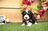 Penny, a female Miniature Bernedoodle for sale in Arthur, IL – Photo 3 of 7