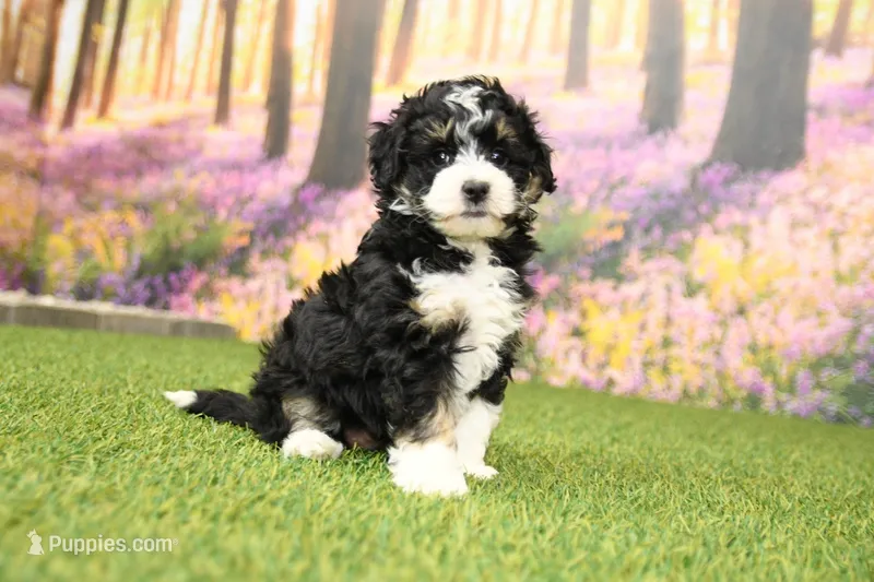 Penny – Miniature Bernedoodle puppy for sale in Arthur, IL