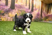 Penny, a female Miniature Bernedoodle for sale in Arthur, IL – Photo 2 of 7