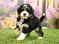 Penny, a female Miniature Bernedoodle for sale in Arthur, IL – 2 of 6