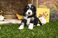 Penny, a female Miniature Bernedoodle for sale in Arthur, IL – Photo 4 of 7