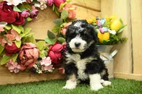 Penny, a female Miniature Bernedoodle for sale in Arthur, IL – 4 of 6