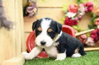 Clara, a female Miniature Bernedoodle for sale in Arthur, IL – 2 of 7
