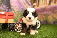 Knox, a male Miniature Bernedoodle for sale in Arthur, IL – 2 of 7