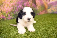 Cora, a female Miniature Bernedoodle for sale in Arthur, IL – 7 of 9