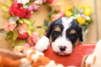 Jade, a female Miniature Bernedoodle for sale in Arthur, IL – 4 of 7