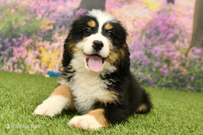 Jasper – Miniature Bernedoodle puppy for sale in Arthur, IL