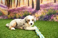 Kaya, a female Miniature Bernedoodle for sale in Arthur, IL – 6 of 7