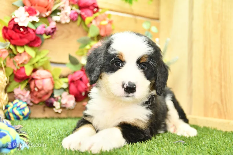Jack – Miniature Bernedoodle puppy for sale in Arthur, IL