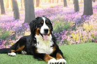 Cora, a female Miniature Bernedoodle for sale in Arthur, IL – 9 of 10