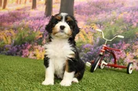Harper, a female Miniature Bernedoodle for sale in Arthur, IL – 4 of 7
