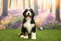 Hayes, a male Miniature Bernedoodle for sale in Arthur, IL – 4 of 6
