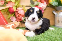 Joy, a female Miniature Bernedoodle for sale in Arthur, IL – 7 of 9