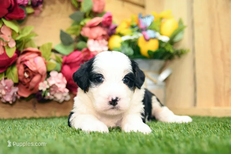 Cora – Miniature Bernedoodle puppy for sale in Arthur, IL