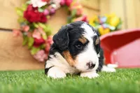 Callie, a female Miniature Bernedoodle for sale in Arthur, IL – 6 of 8