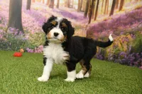 Harper, a female Miniature Bernedoodle for sale in Arthur, IL – 2 of 7