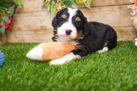 Jade, a female Miniature Bernedoodle for sale in Arthur, IL – 6 of 7