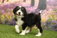 Hanna, a female Miniature Bernedoodle for sale in Arthur, IL – 4 of 6