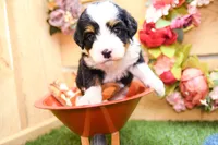 Jesse, a male Miniature Bernedoodle for sale in Arthur, IL – 2 of 9