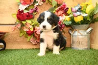 Katie, a female Miniature Bernedoodle for sale in Arthur, IL – 5 of 7