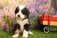 Khloe, a female Miniature Bernedoodle for sale in Arthur, IL – 2 of 7