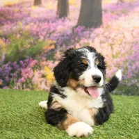 Carter, a male Miniature Bernedoodle for sale in Arthur, IL – Photo 5 of 8