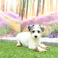 Carter, a male Miniature Bernedoodle for sale in Arthur, IL – Photo 8 of 8