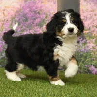Carter, a male Miniature Bernedoodle for sale in Arthur, IL – Photo 4 of 8
