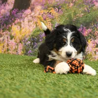 Carter, a male Miniature Bernedoodle for sale in Arthur, IL – Photo 6 of 8