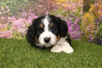 processed/fd85abf3-c6bb-408f-b16c-0b0c1c4f7978/listing/2f5de02c-3793-4e5d-830f-6892b7a7913a/86a82686-99aa-401c-84fd-5fb16b432bc7