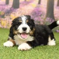 Carter, a male Miniature Bernedoodle for sale in Arthur, IL – Photo 2 of 8